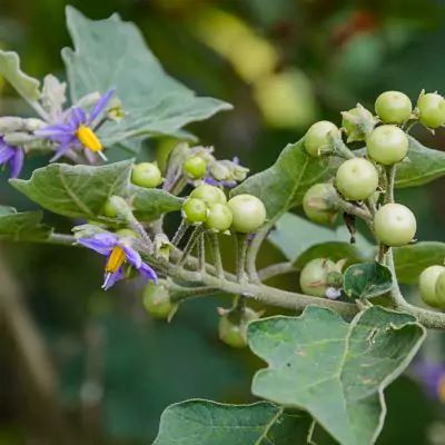 Bruhati-Solanum-Indicum.jpg