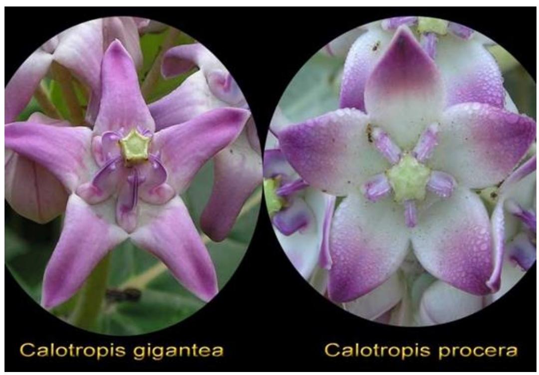 Calotropis .jpg