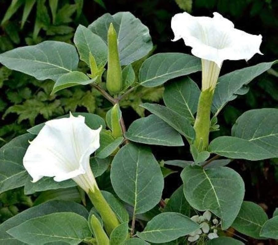 Datura.jpg