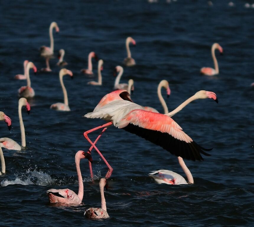 Flamingo 5.jpg