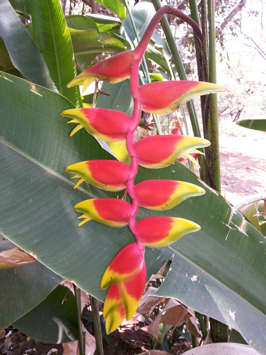 Heliconia.jpg
