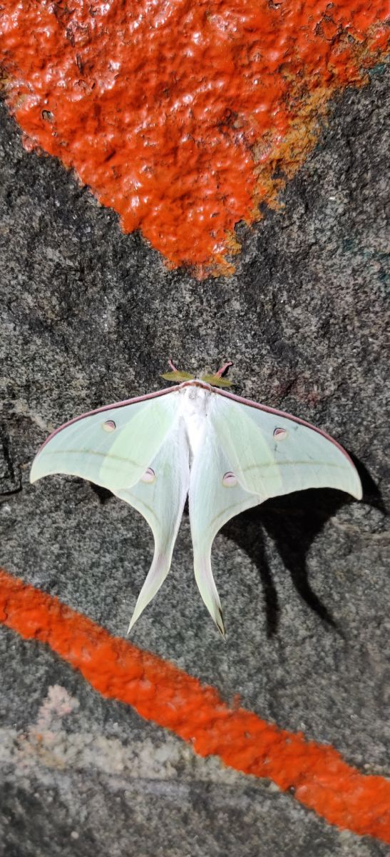 Moon Moth 11.jpg