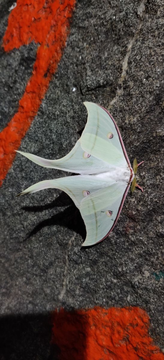 Moon Moth 12.jpg