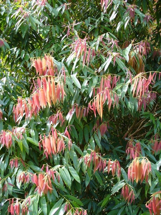 Nagchafa leaves.jpg