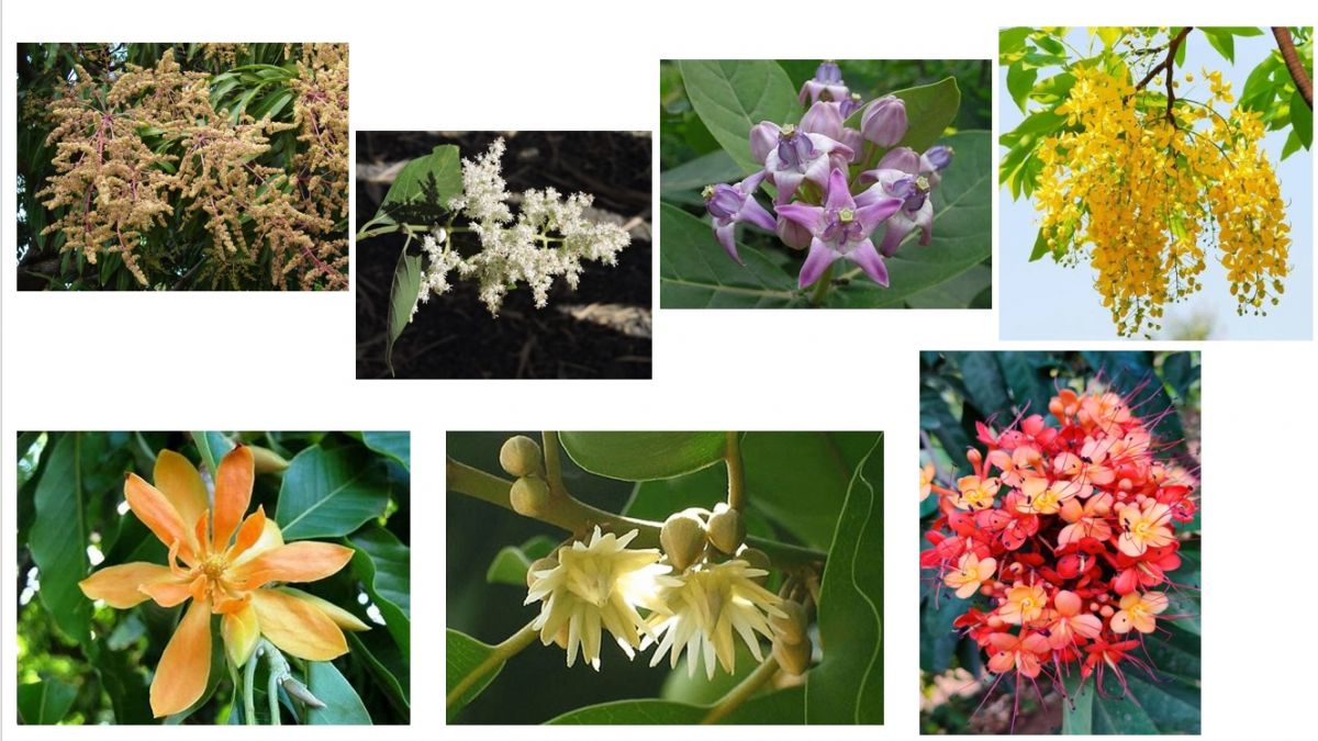 New dohad vruksh.jpg