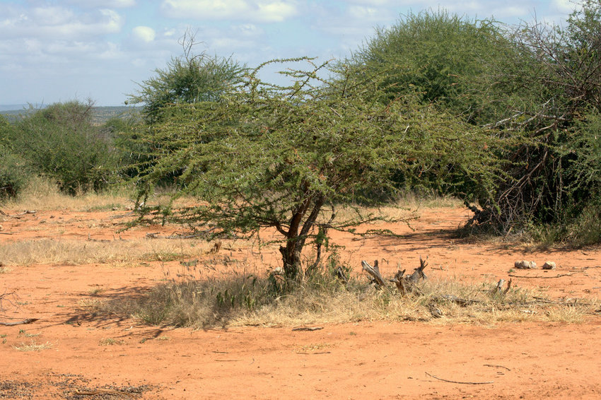 Photo2-Acacia-tree-in-a-dry-savanna-in-South-Africa-that-receives-500mm-mean-annual.png