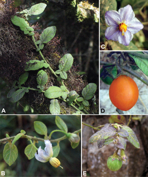 Solanum-baretiae.png