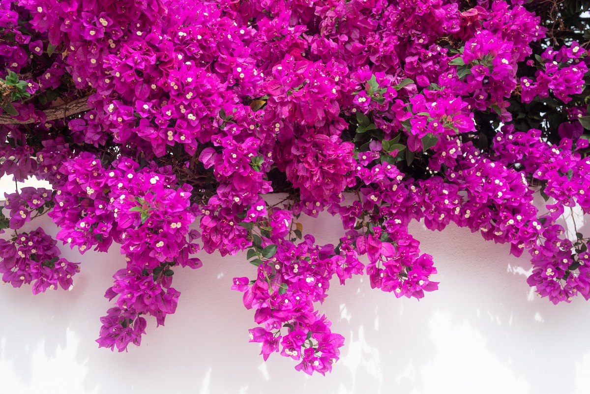 purple-bougainvillea-cascading-over-white-wall.jpg