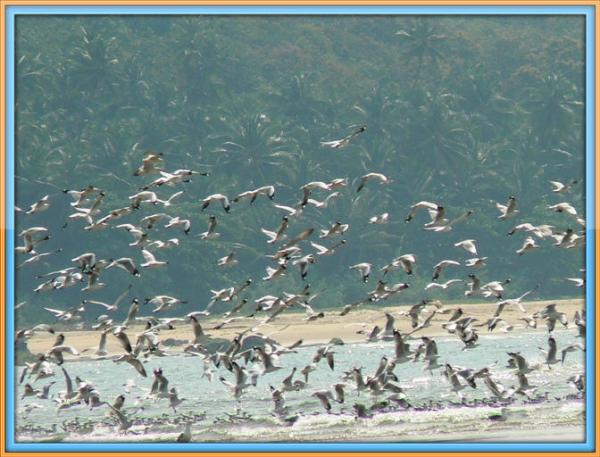 Tarkarli (354)_with_border.jpg