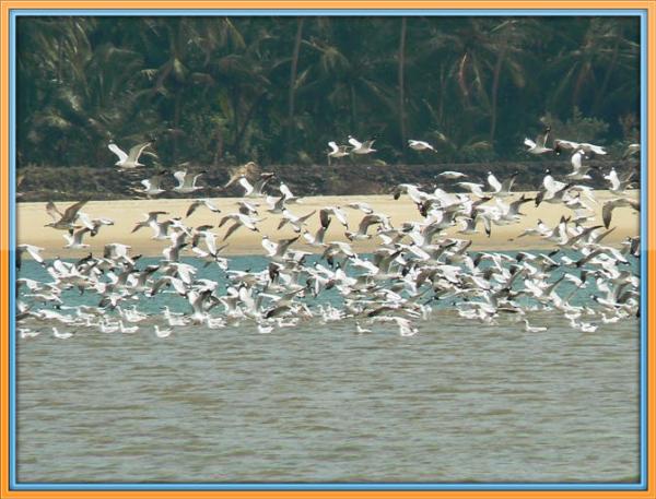 Tarkarli (368)_with_border.jpg