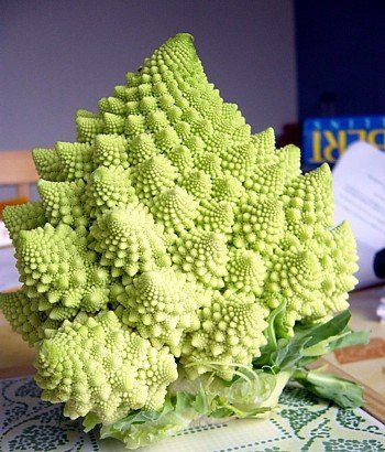 romanesko broccoli 4.jpg