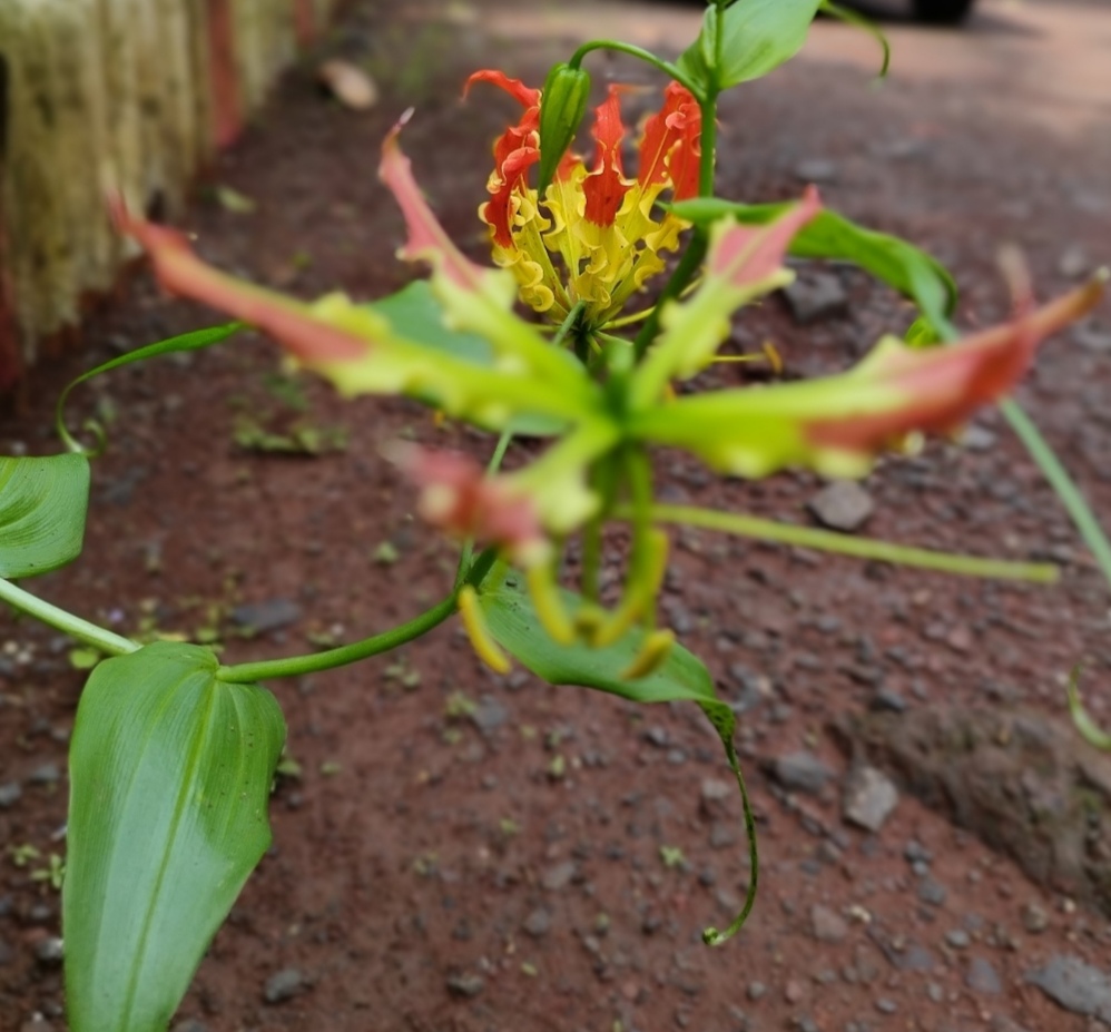 IMG_20250328_121948.jpg