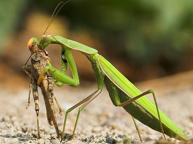 4-Praying-Mantis-1-by-Jon-Brierly.jpg