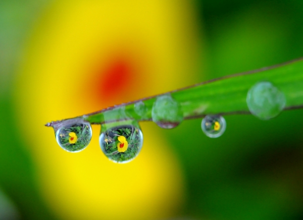 Flowers in Droplets 01.jpg