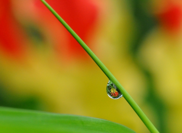 Flowers in Droplets 03.jpg