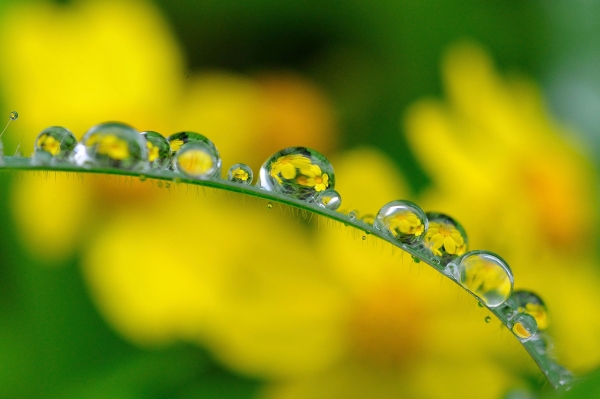Flowers in Droplets 04.jpg