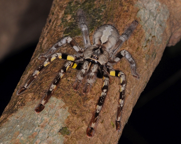 Indian Ornamental Spider.jpg