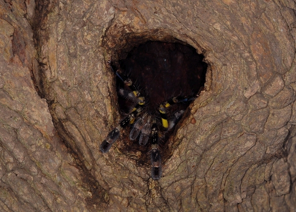Tarantula in nest.jpg