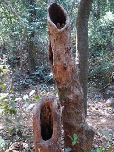 cuttrees.jpg