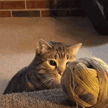 cats-yarn.gif