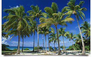 coconut2.png