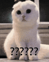 question-mark-cat.gif