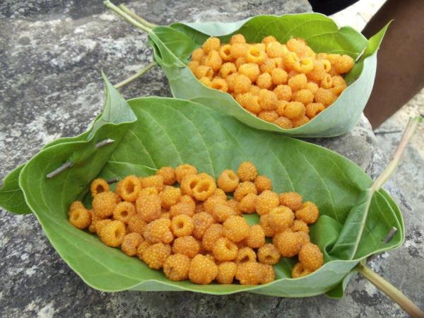 piwali berries.jpg