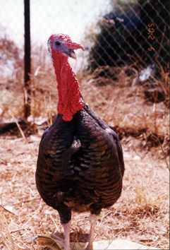 Bronz_Turky_2.jpg