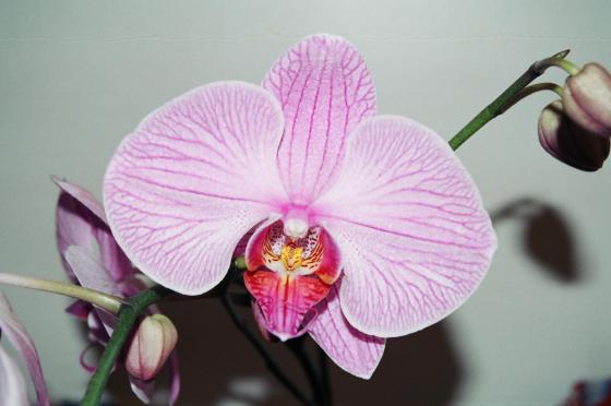 Orchids5.JPG