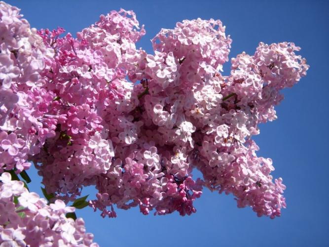 lilac1.jpg