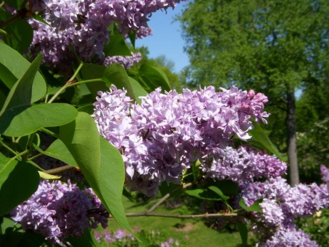 lilac2.jpg