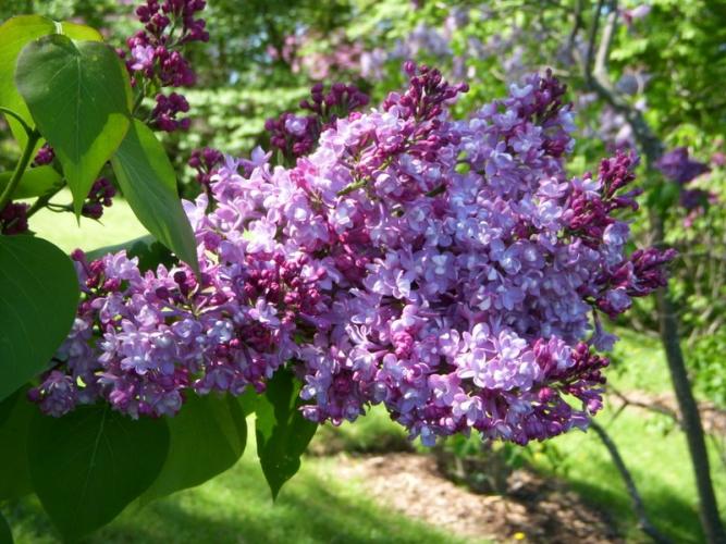 lilac3.jpg