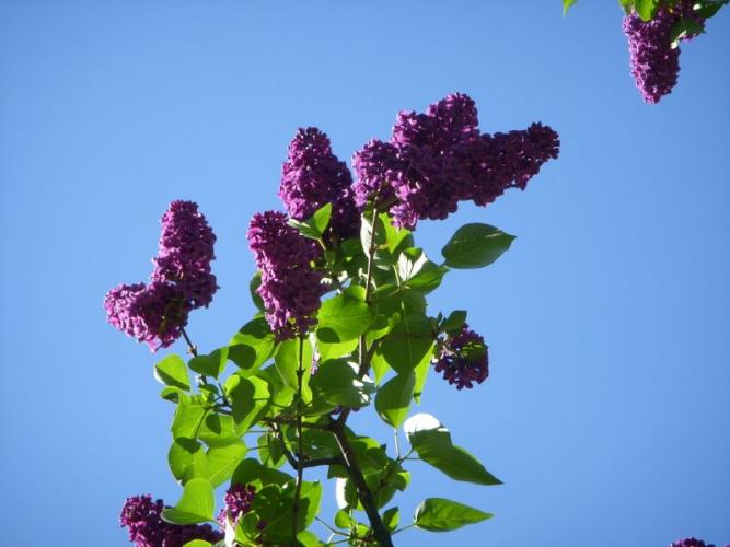 lilac5.jpg