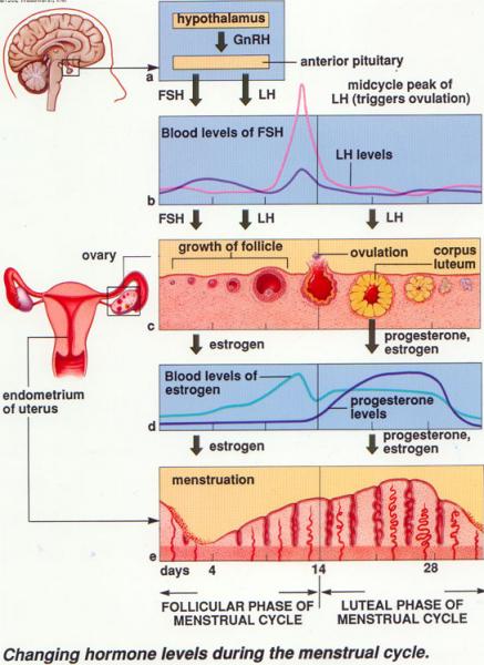 Menstrual.jpg