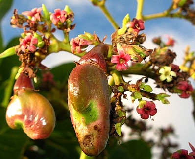 young cashew nut_1.jpg