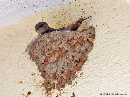 Dusky Crag Martin.jpg