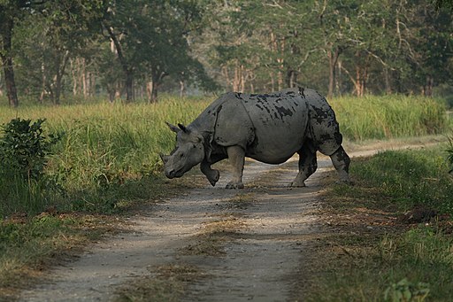 Indian_Rhinoceros_Rhinoceros_unicornis_by_Dr._Raju_Kasambe_IMG_0511_(10).JPG