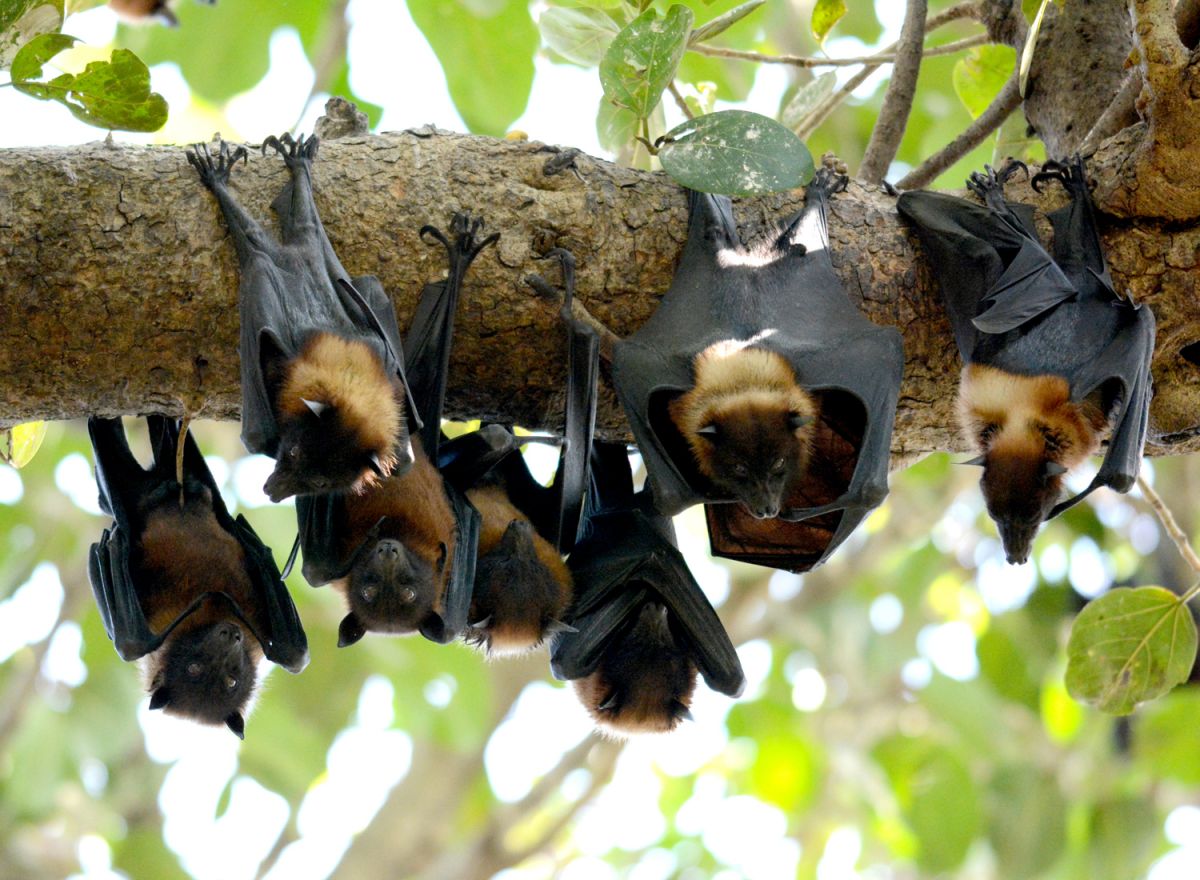 Large Fruit Bat Flying Fox Nagpur DSC_6610 (66).JPG
