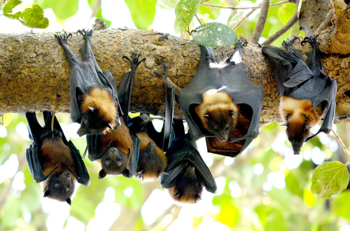 Large Fruit Bat Flying Fox Nagpur edit.JPG