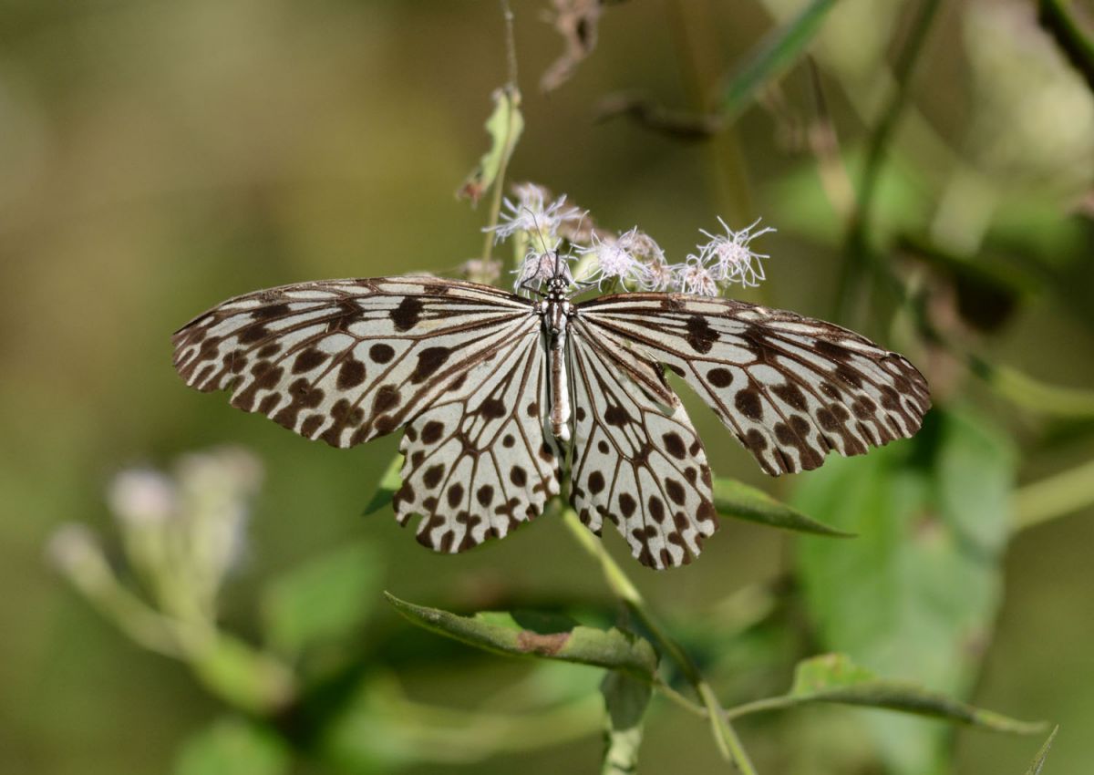 Malabar_Tree_Nymph_Idea_malabarica_by_Dr_Raju_Kasambe.jpg