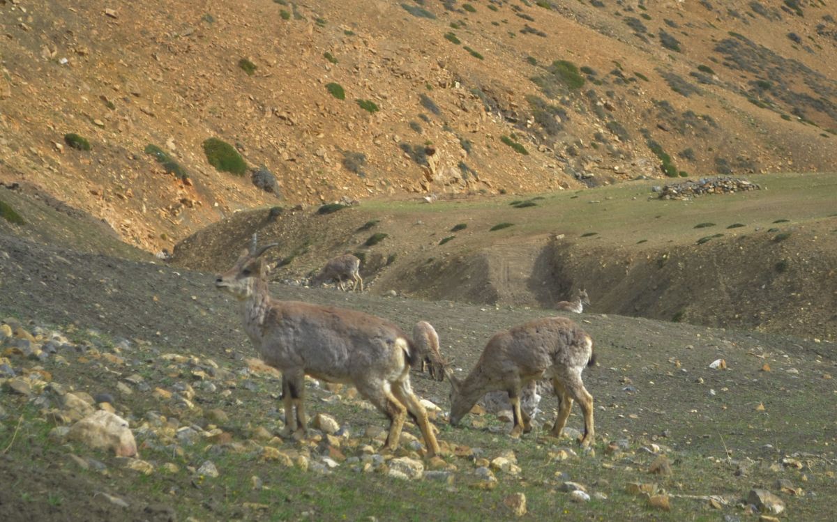 ibex 1.jpg