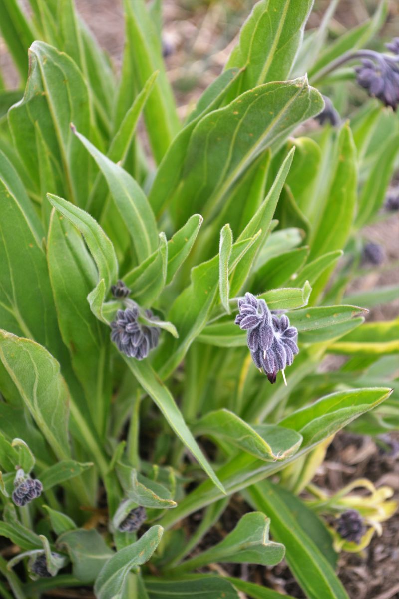 purple flowers.jpg