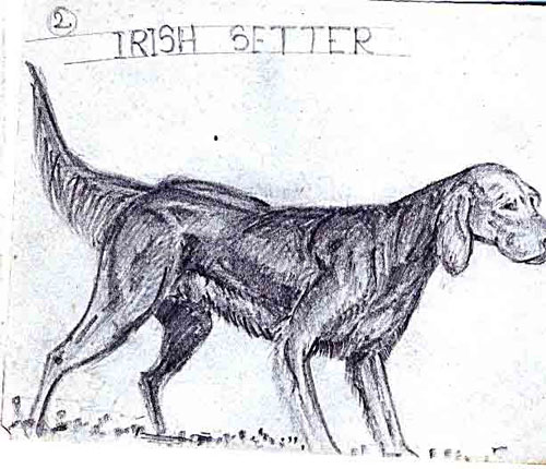 Irish-Setter.jpg