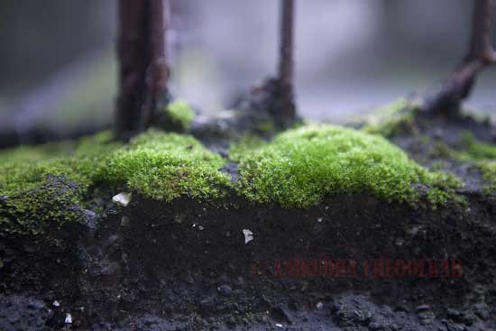 Moss05.jpg