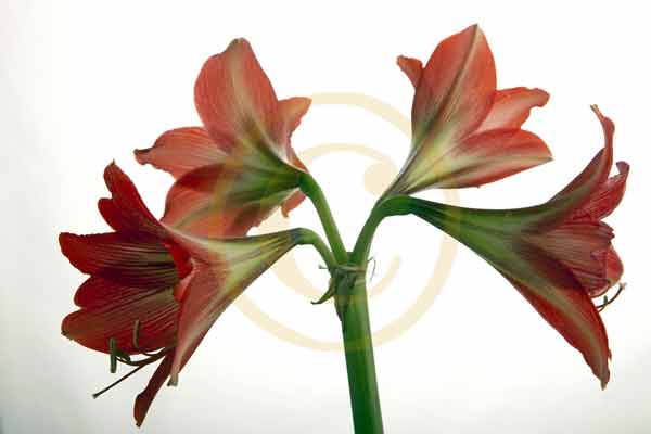 Red-lily.jpg