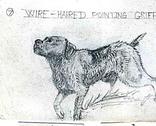 Wire-haired-pointing-griffon.jpg