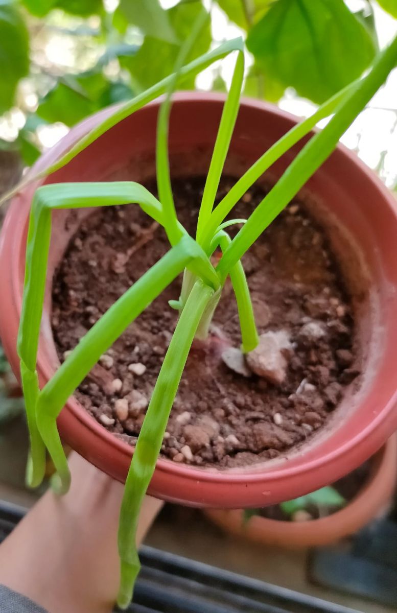 WhatsApp Image 2020-05-10 at 9.15.03 AM.jpeg