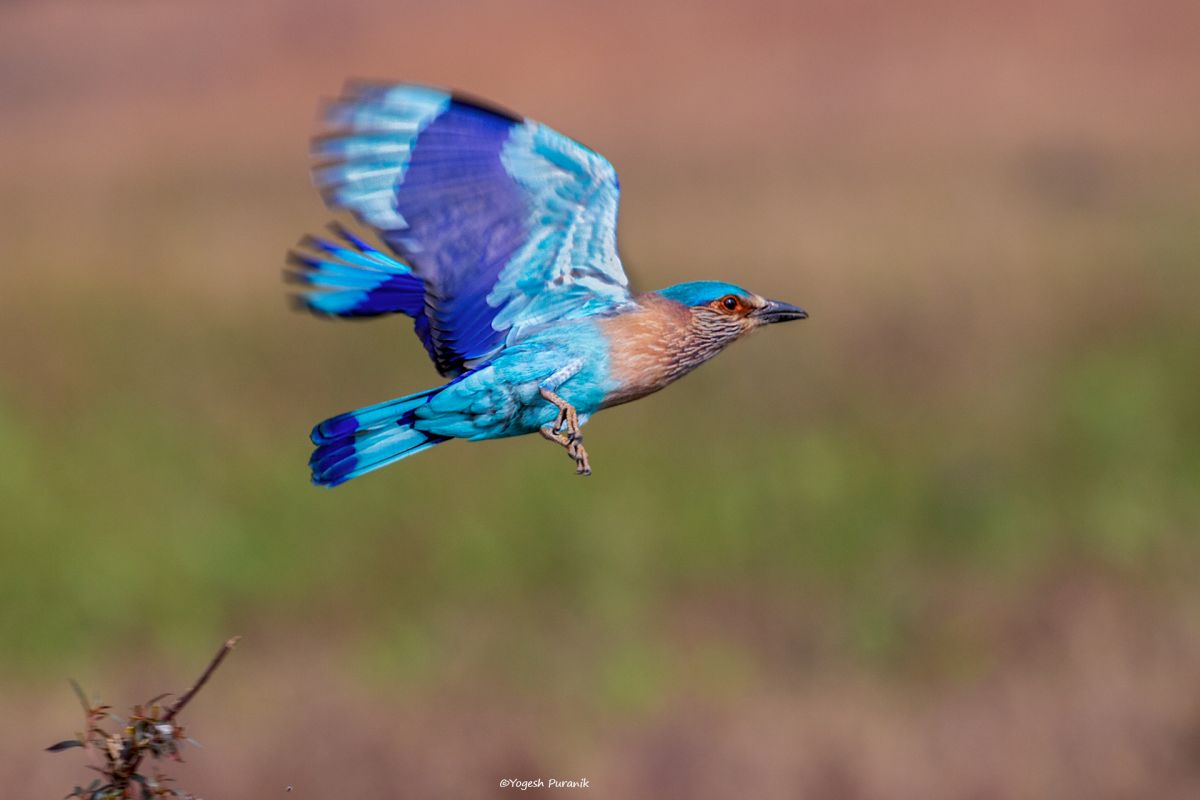 IMG_0686 Indian roller in flight red.jpg