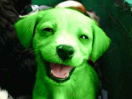 green-puppy-1.jpg