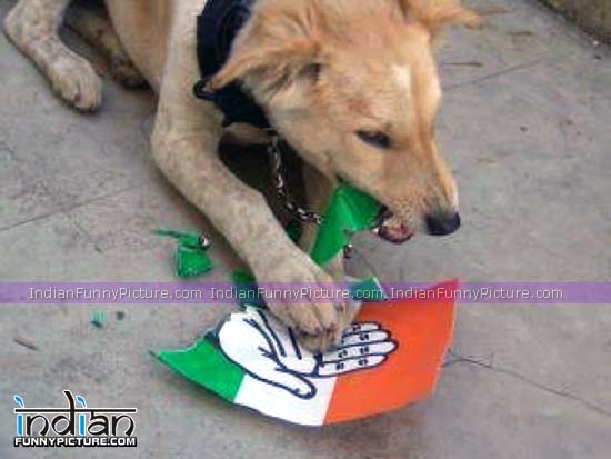 Funny-Indian-Desi-Dog-Dont-Want-Congress-Pictures.jpg